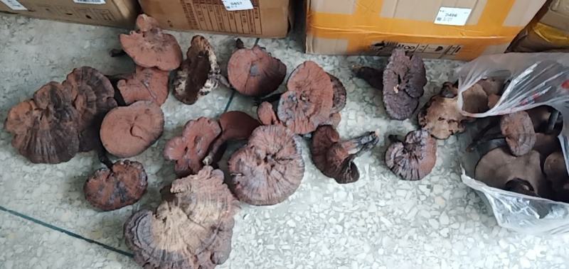 精品野生灵芝