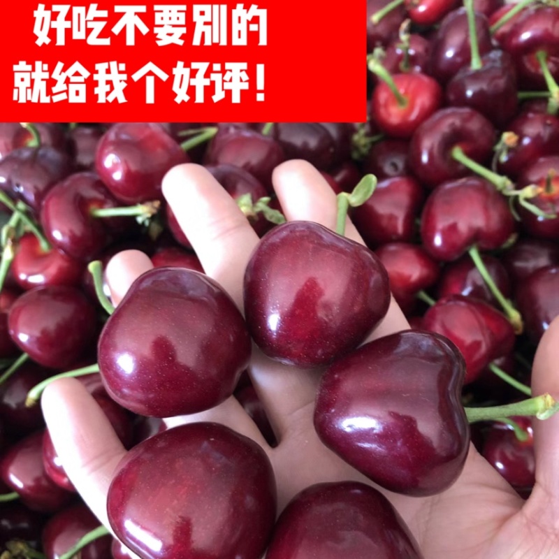【美早萨米拖】大棚陆地樱桃代收，电商，团购合作。