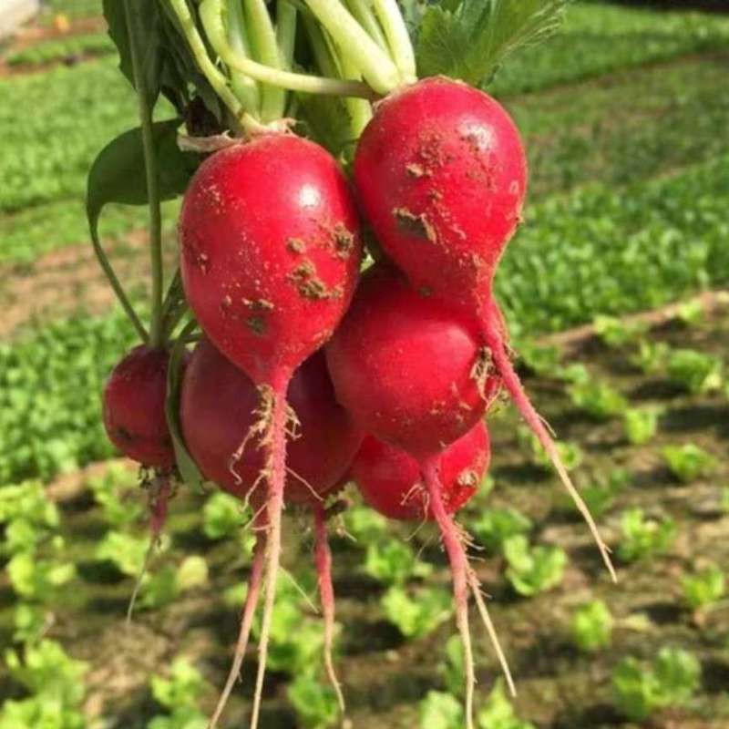 樱桃萝卜直接对接种植户，没有中介，信用保证，500实地