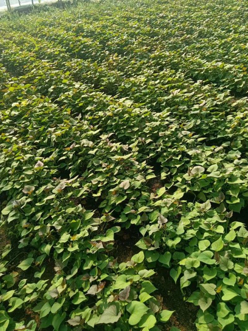 山东省济宁市泗水县红薯育苗基地