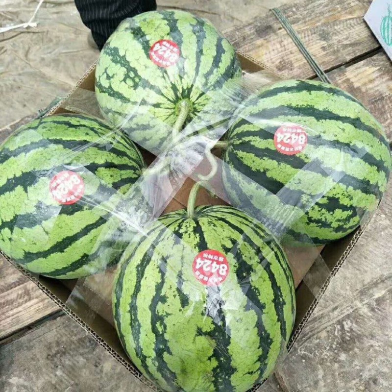 湖南产地，大棚有籽美都，大量有货，基地直供，供应全国市场