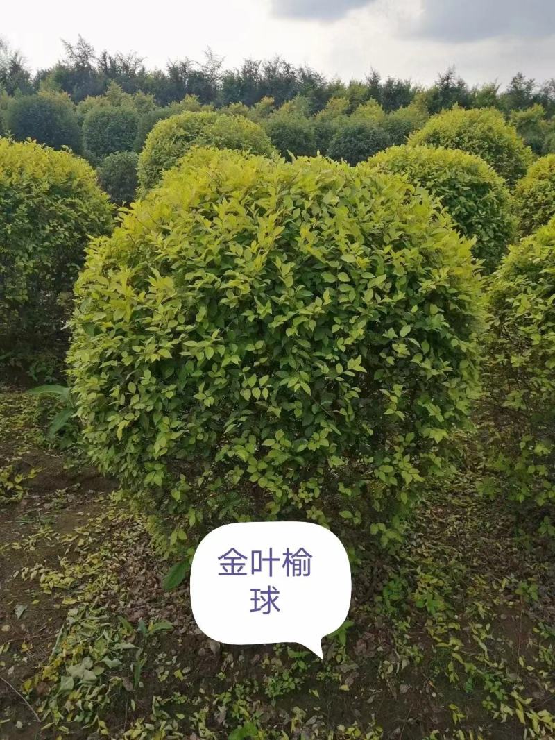 榆叶梅球