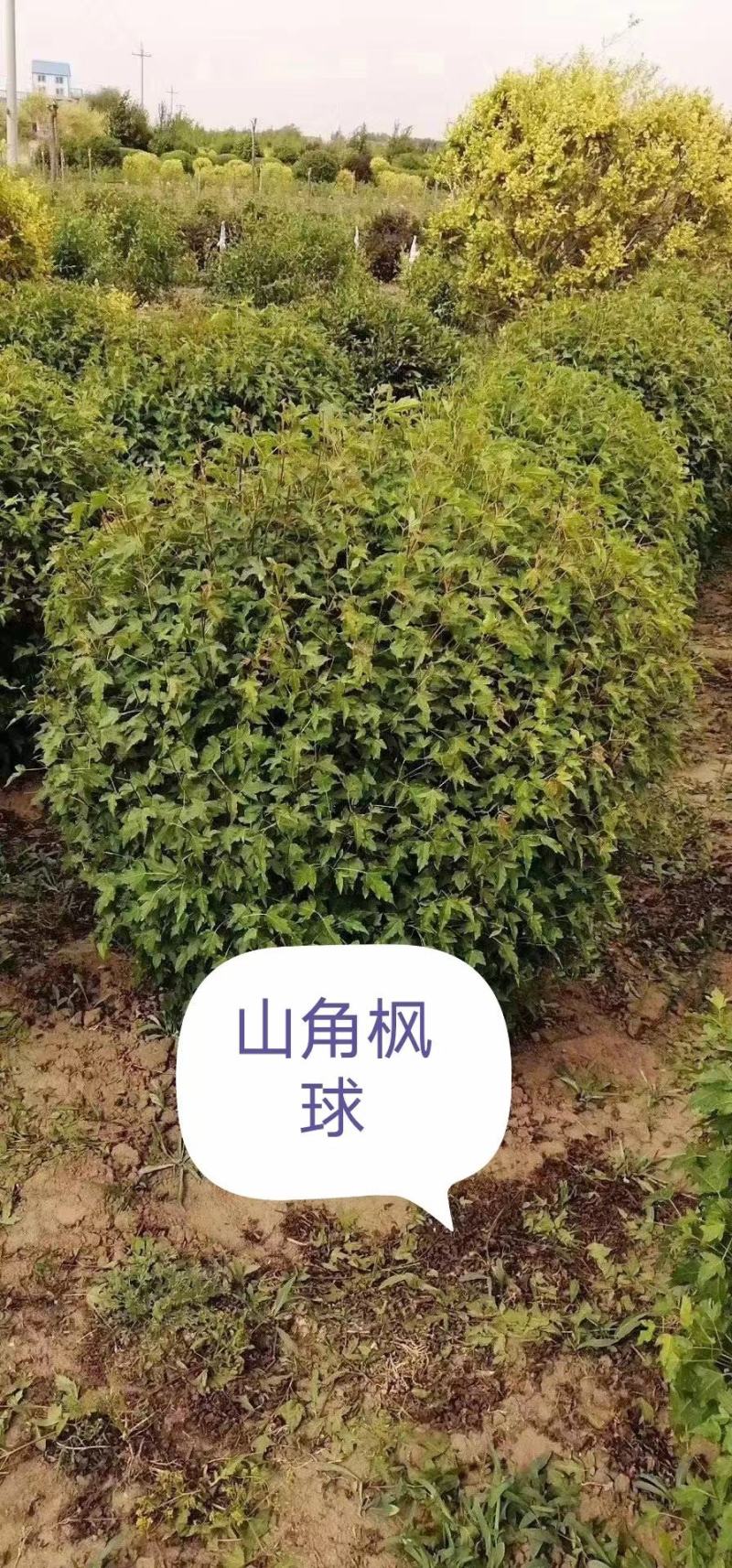 榆叶梅球