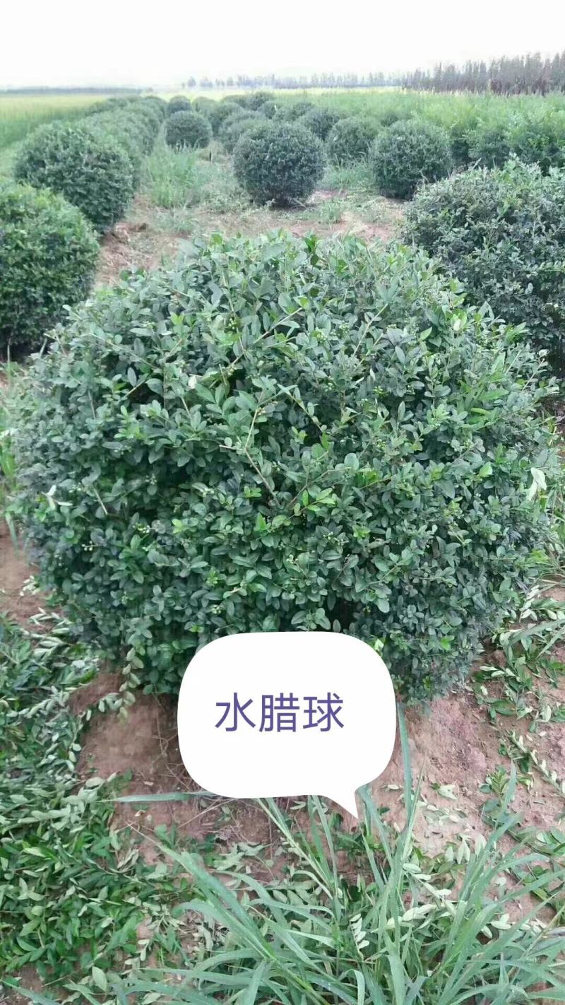 榆叶梅球