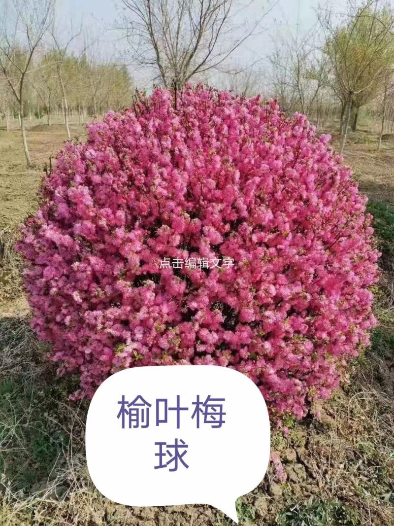 榆叶梅球