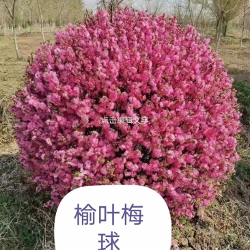 榆叶梅球