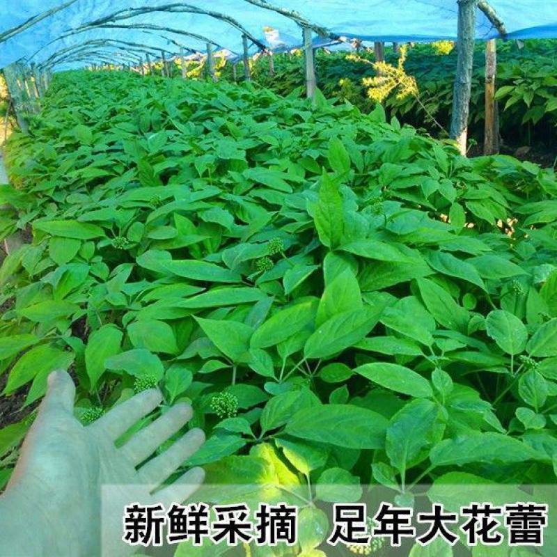 人参花正品包邮到家人参花中药材