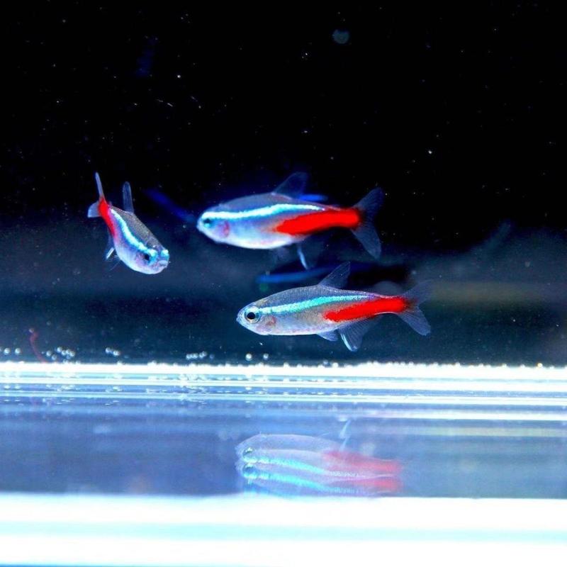红绿灯鱼灯科鱼小型热带鱼活体红灯鱼淡水鱼观赏鱼群游鱼草缸