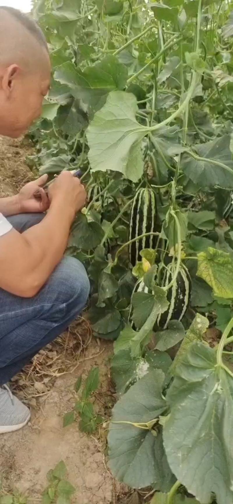 陕西大荔博洋九号甜瓜，博洋六一，大量上市