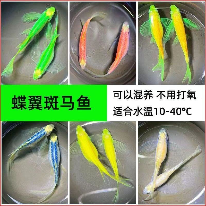 观赏鱼小型热带鱼大帆蝶翼长尾红蓝荧光斑马鱼冷水鱼练手活体