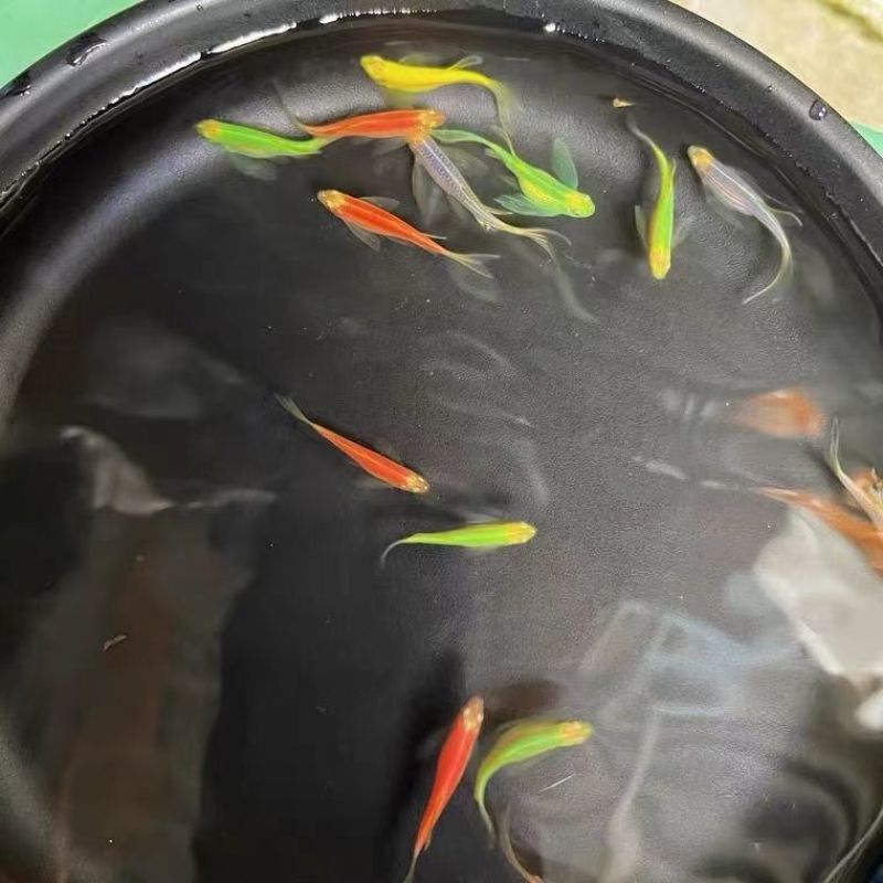 观赏鱼小型热带鱼大帆蝶翼长尾红蓝荧光斑马鱼冷水鱼练手活体