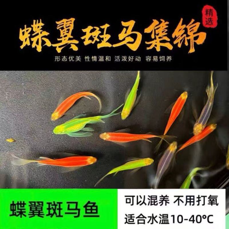 观赏鱼小型热带鱼大帆蝶翼长尾红蓝荧光斑马鱼冷水鱼练手活体