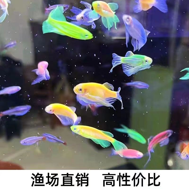 观赏鱼小型热带鱼大帆蝶翼长尾红蓝荧光斑马鱼冷水鱼练手活体