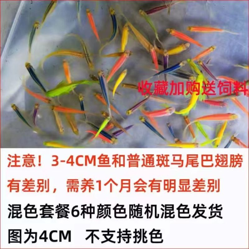 观赏鱼小型热带鱼大帆蝶翼长尾红蓝荧光斑马鱼冷水鱼练手活体