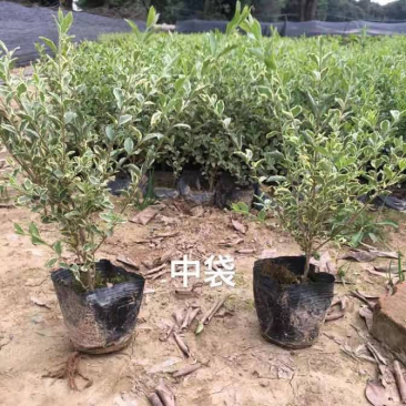 银姬小蜡基地规模量大从优欢迎全国老板前来考察