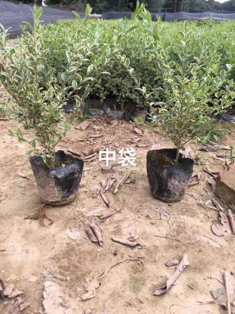 银姬小蜡基地规模量大从优欢迎全国老板前来考察