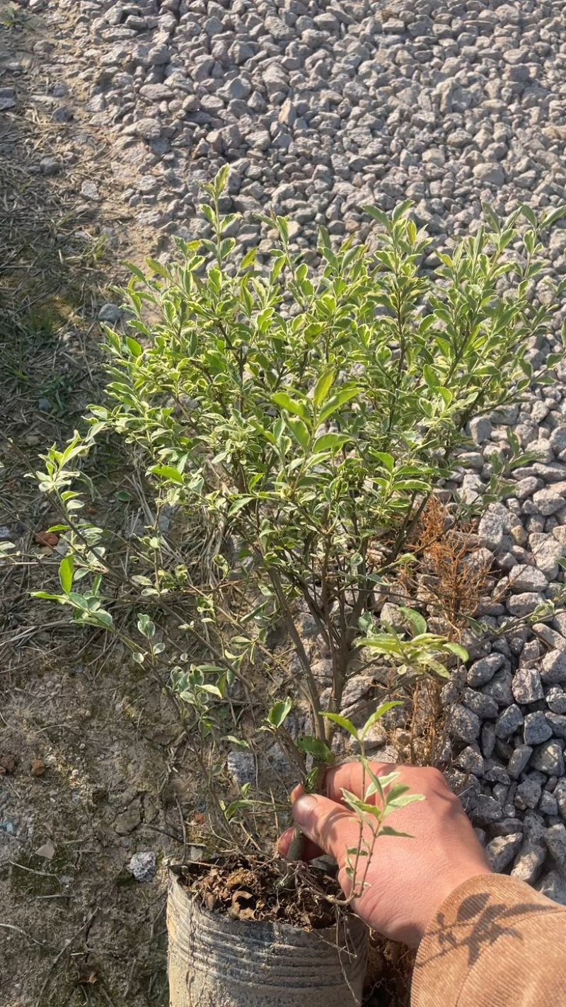 银姬小蜡基地规模量大从优欢迎全国老板前来考察