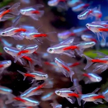 宝莲灯鱼小型红绿灯科鱼群游鱼草缸热带鱼观赏鱼紫色红淡水观