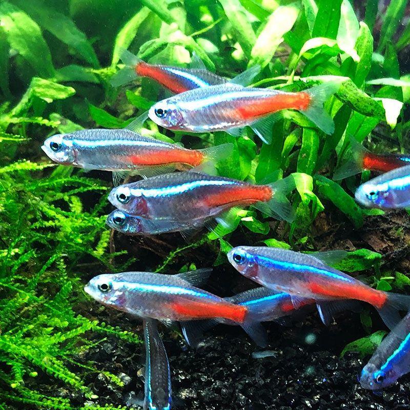 宝莲灯鱼小型红绿灯科鱼群游鱼草缸热带鱼观赏鱼紫色红淡水观