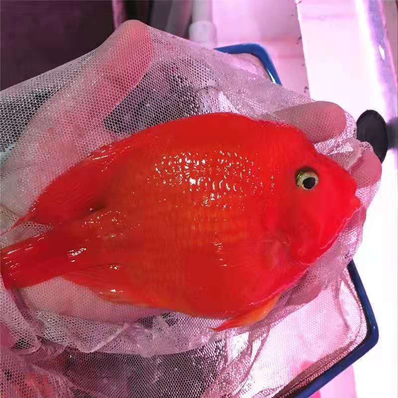 招财鱼谈水鱼观赏鱼活体红鹦鹉鱼财神鱼鹦鹉鱼发财鱼台版财神