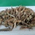 辣椒梗药用冻伤喂牲畜都可