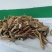 辣椒梗药用冻伤喂牲畜都可