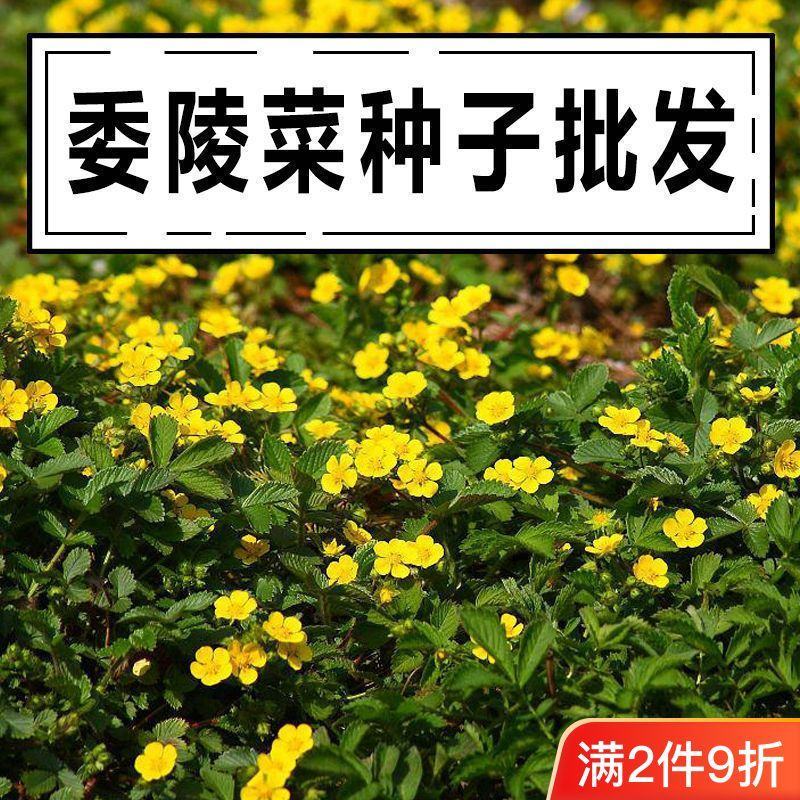 委陵菜种籽白头翁种子蛤蟆草种子庭院多年生景观地被植物耐寒