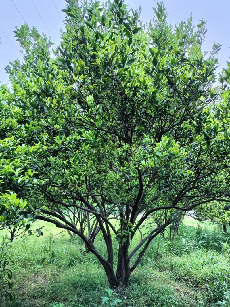 丛生胡柚，，冠300~400cm，欢迎全国各地老板进店商议