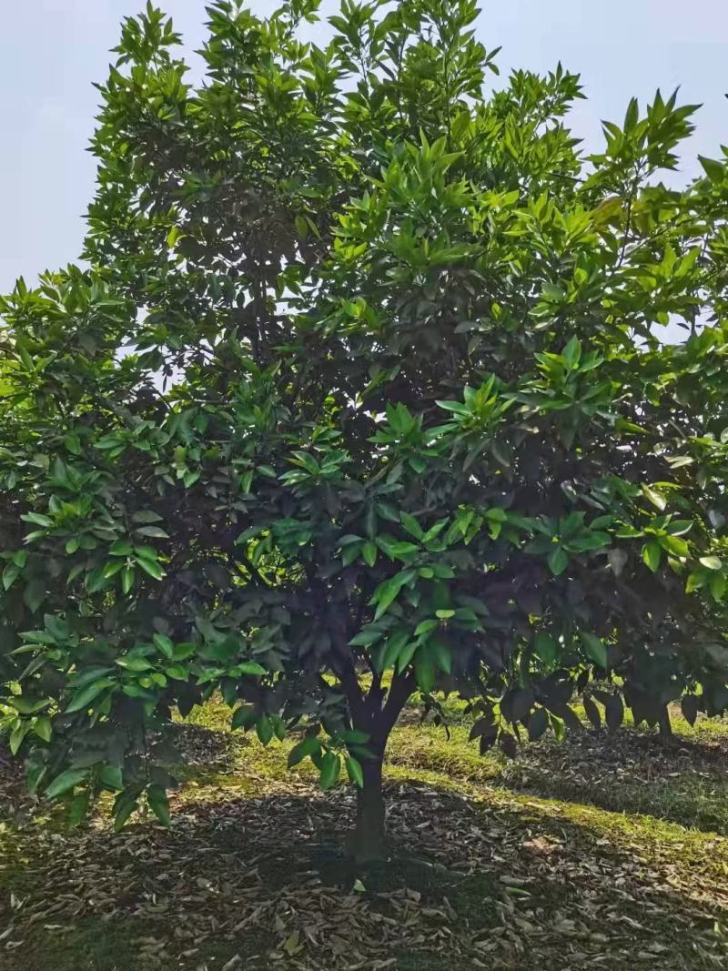 丛生胡柚，，冠300~400cm，欢迎全国各地老板进店商议