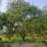 丛生胡柚，，冠300~400cm，欢迎全国各地老板进店商议