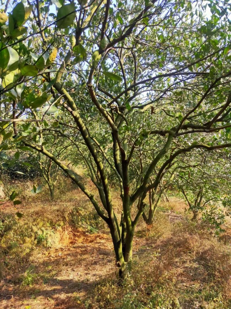 丛生胡柚，，冠300~400cm，欢迎全国各地老板进店商议