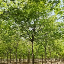 榉树苗圃大量供应红叶榉树10公分装车310红榉