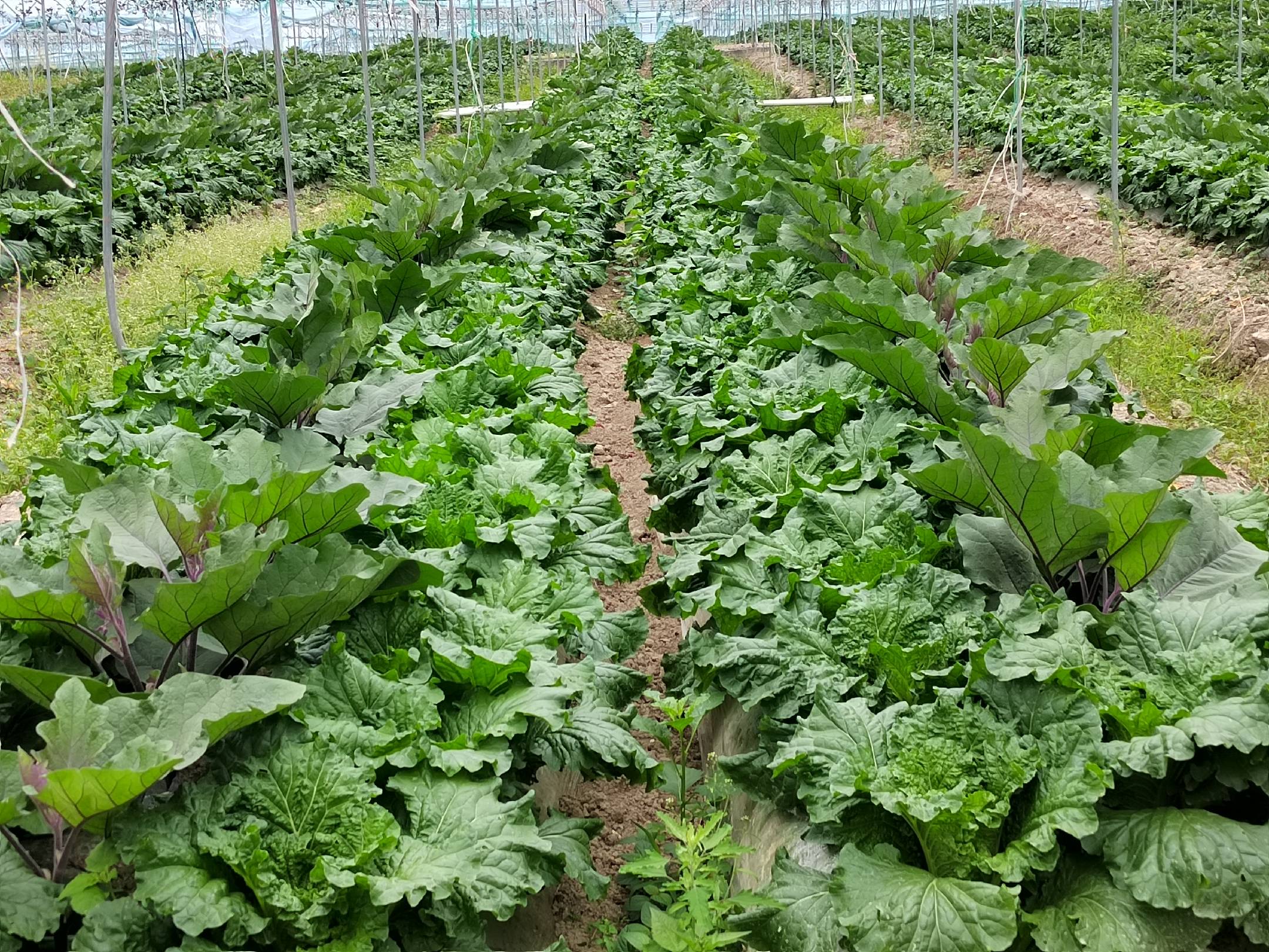 青州圆茄种植基地航拍图