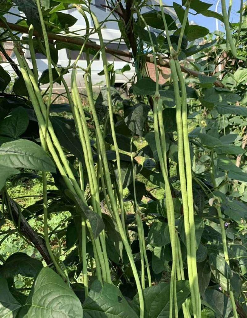 金尊188豇豆种子荚条顺直粗长肉厚口感软糯结荚多抗病高产