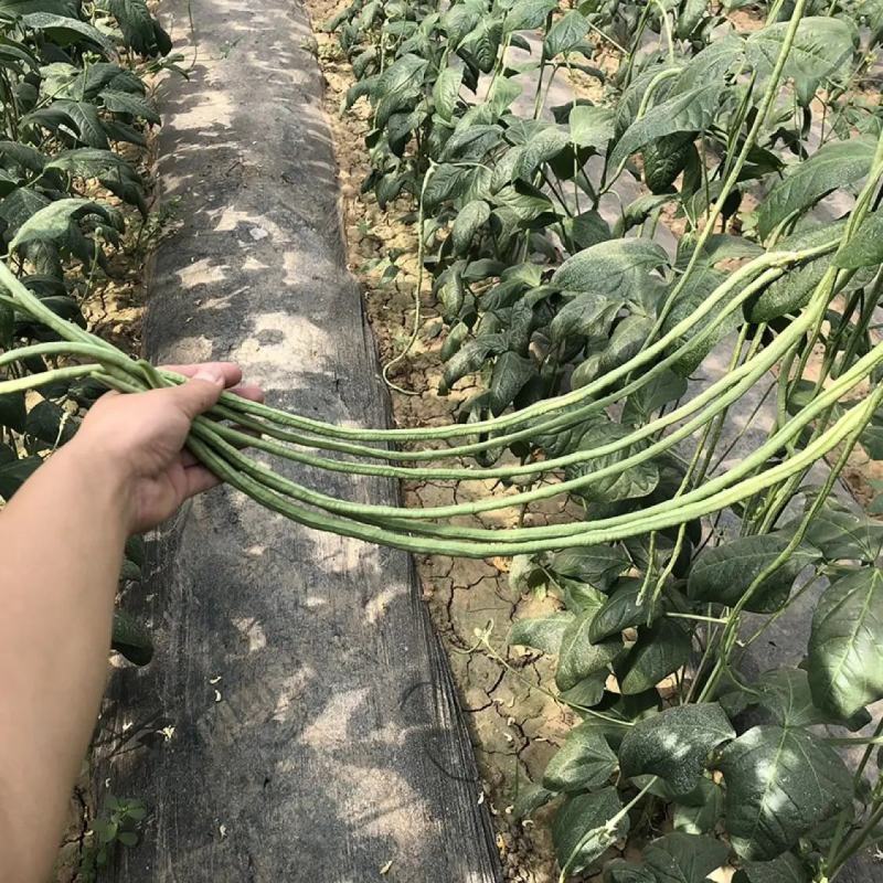 金尊188豇豆种子荚条顺直粗长肉厚口感软糯结荚多抗病高产