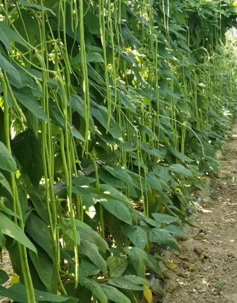 金尊188豇豆种子荚条顺直粗长肉厚口感软糯结荚多抗病高产