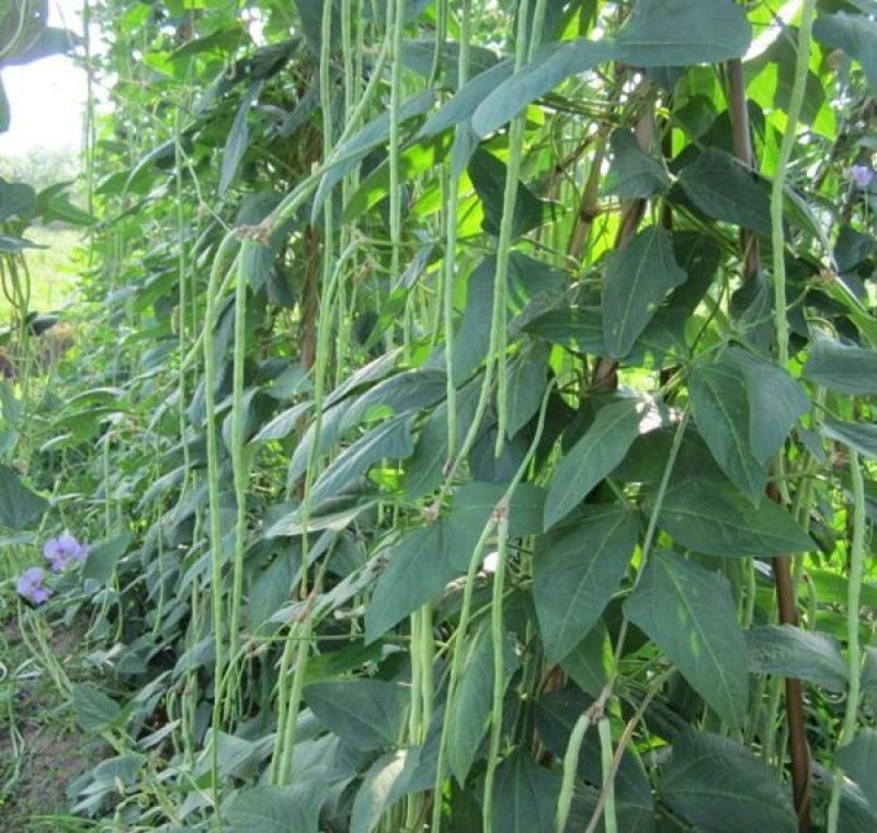 金尊188豇豆种子荚条顺直粗长肉厚口感软糯结荚多抗病高产