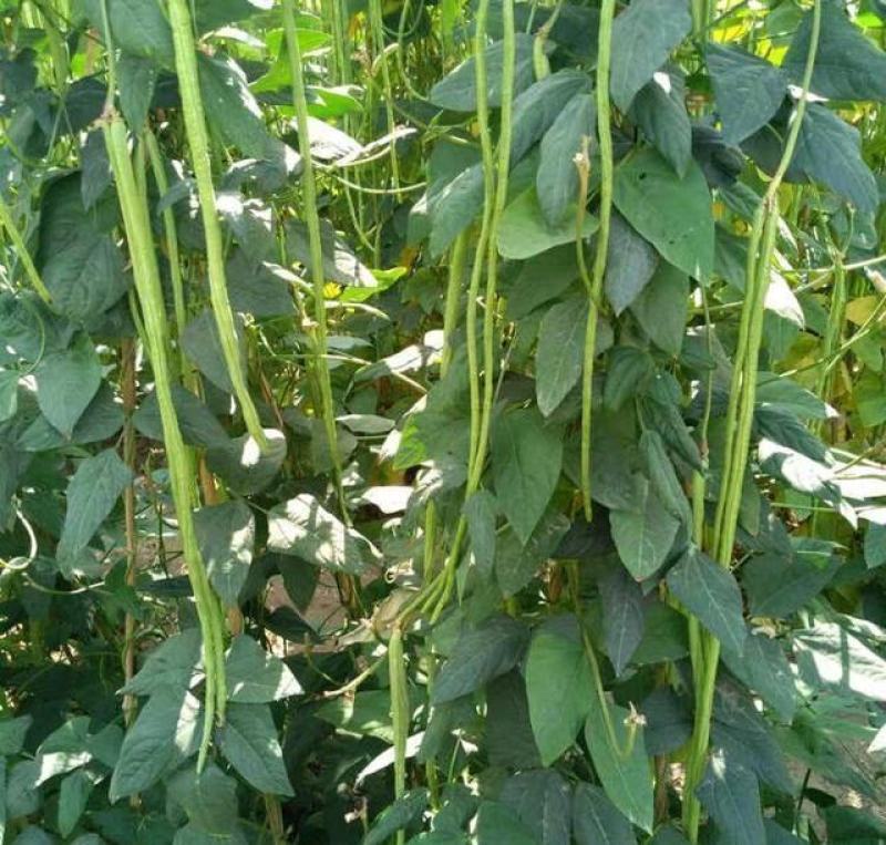 金尊188豇豆种子荚条顺直粗长肉厚口感软糯结荚多抗病高产