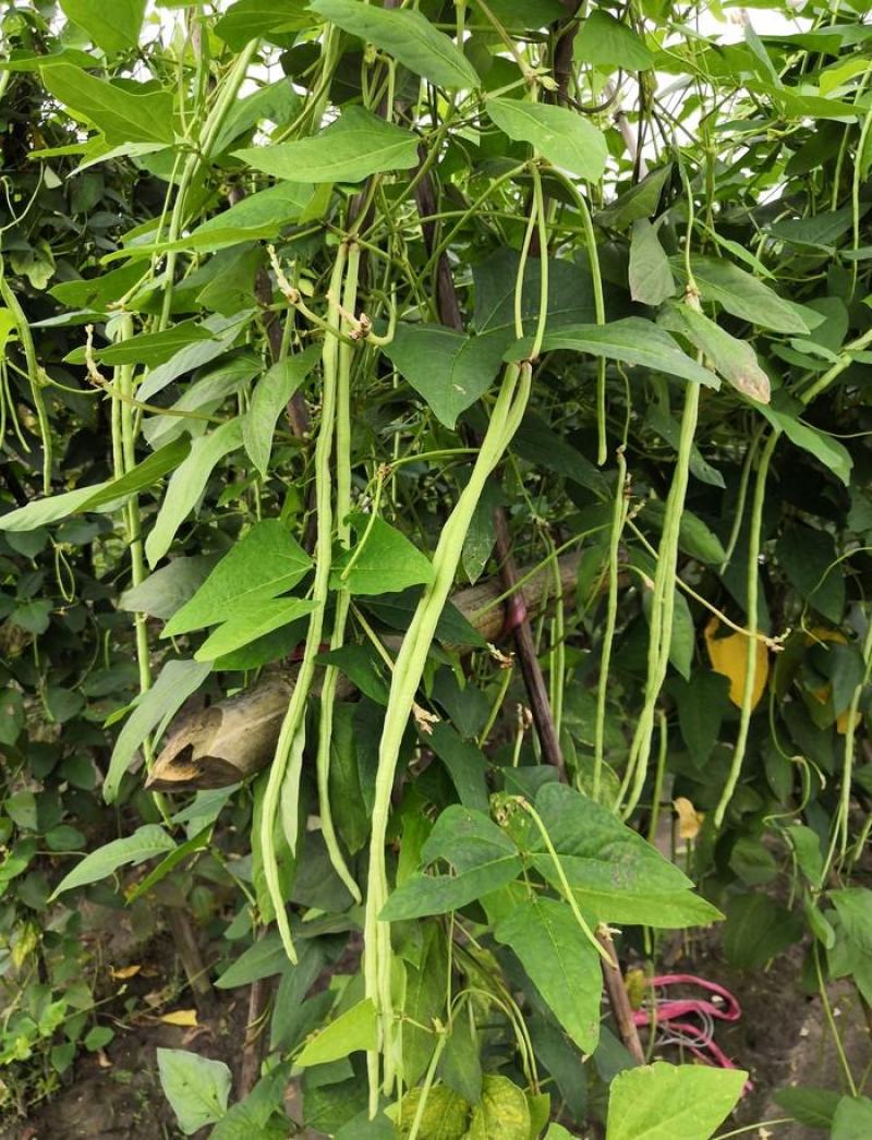金尊188豇豆种子荚条顺直粗长肉厚口感软糯结荚多抗病高产