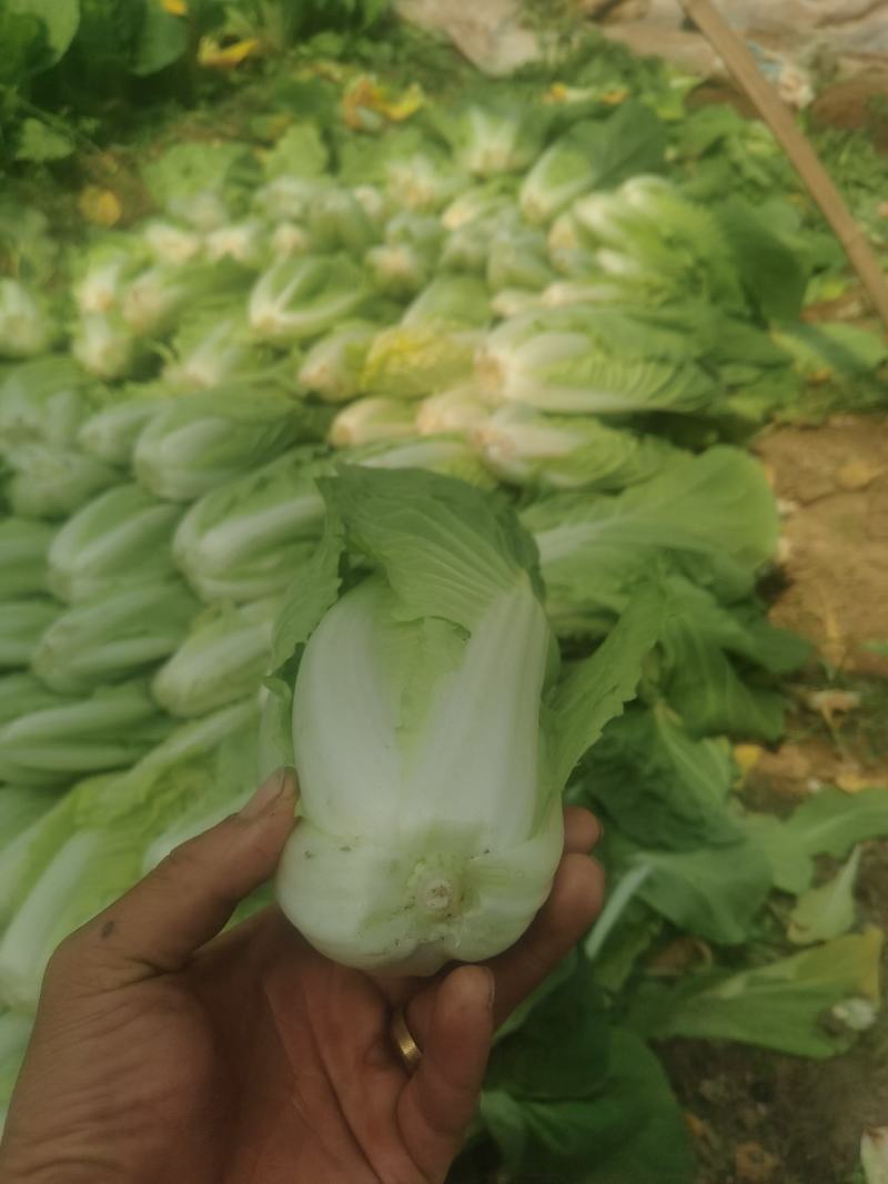 北京产地直销快菜采购商可以到基地验货。
