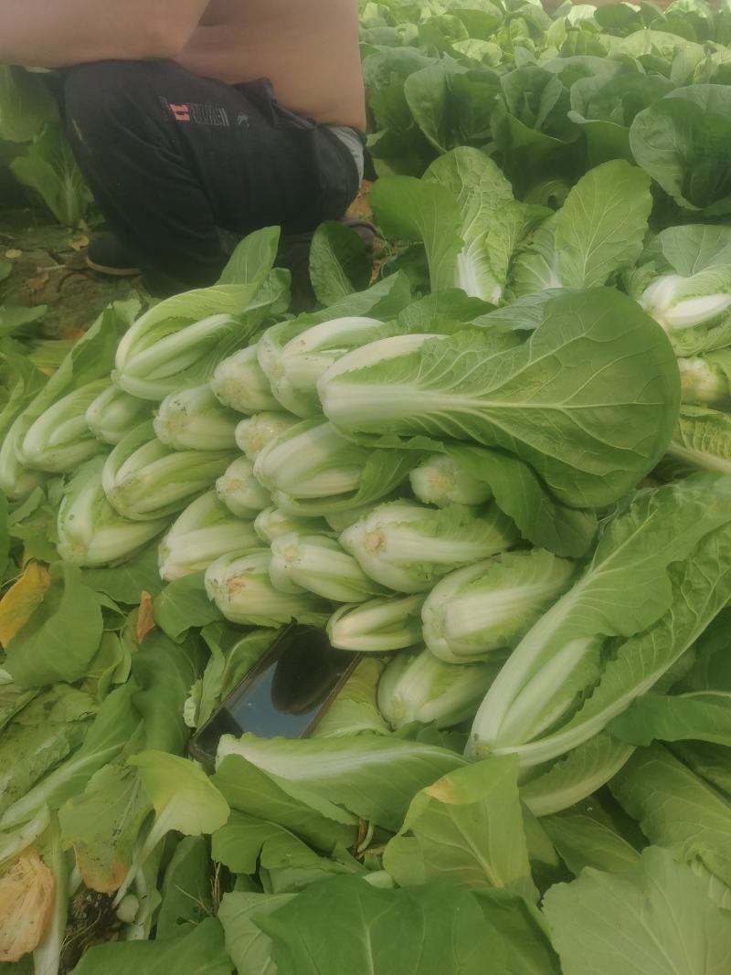 北京产地直销快菜采购商可以到基地验货。