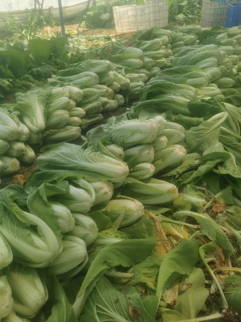 北京产地直销快菜采购商可以到基地验货。