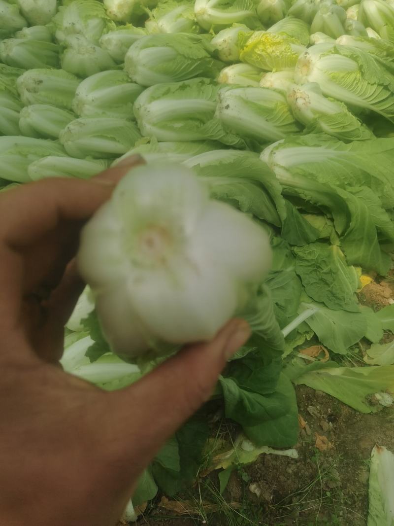 北京产地直销快菜采购商可以到基地验货。
