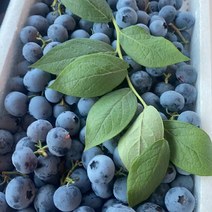 纯甜口蓝莓各种品种，各种规格，大量上市。。