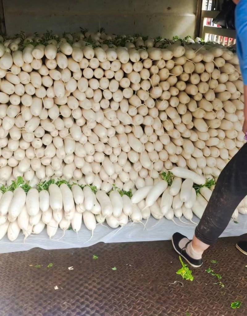 威宁精品白萝卜，一件代发全国发货！！！！！