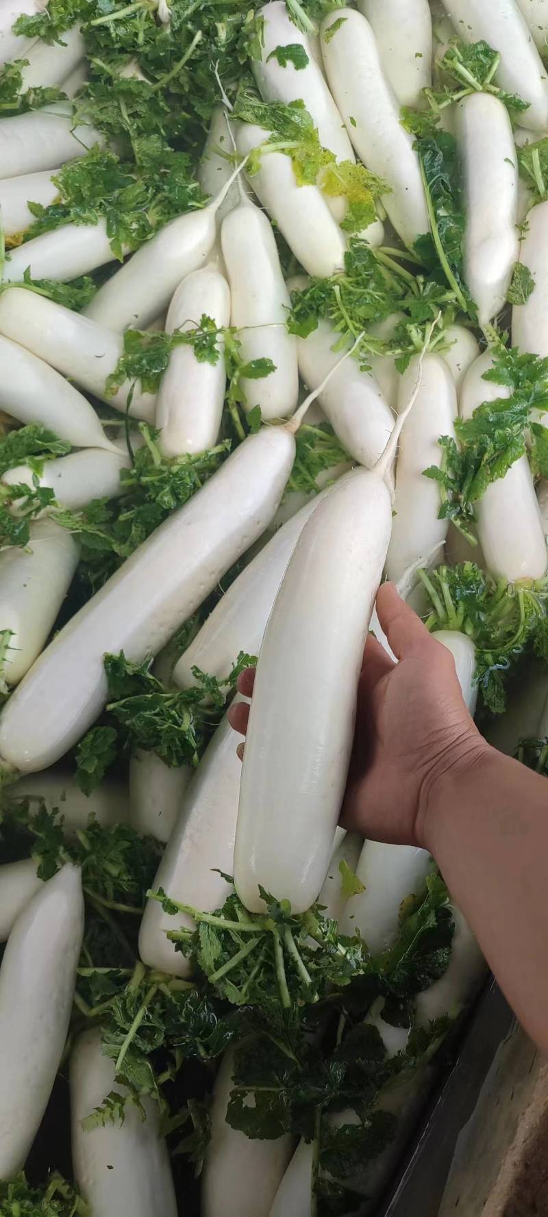 威宁精品白萝卜，一件代发全国发货！！！！！
