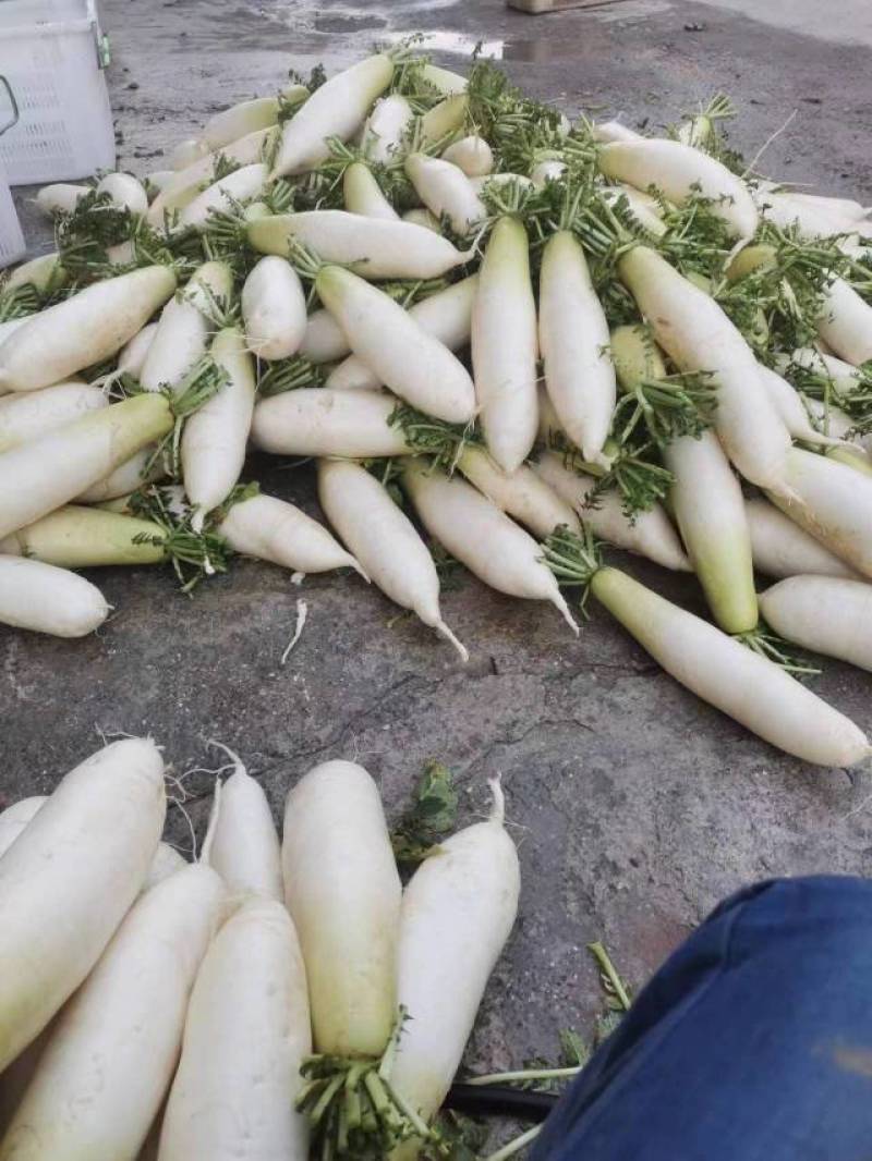 威宁精品白萝卜，一件代发全国发货！！！！！