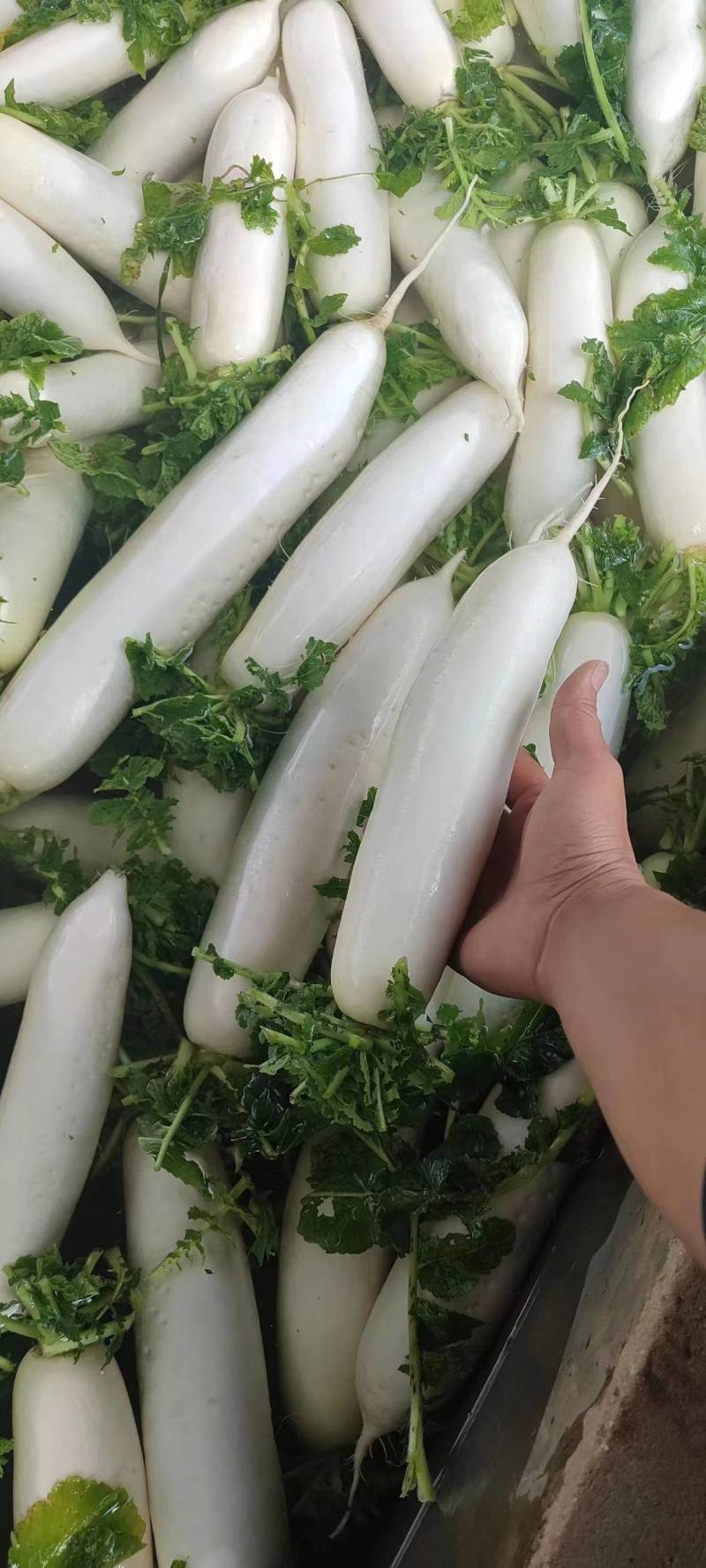 威宁精品白萝卜，一件代发全国发货！！！！！