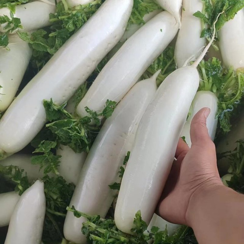 威宁精品白萝卜，一件代发全国发货！！！！！