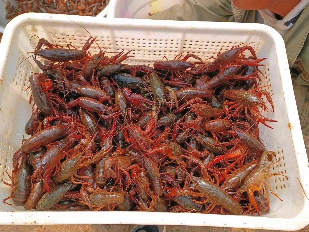小龙虾成品图
